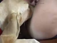 Lady's pussy got fucked hard by dog dick